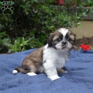 Blueberry, Shih Tzu Puppy